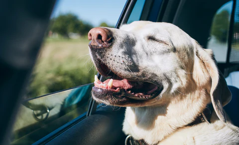 pet page.webp