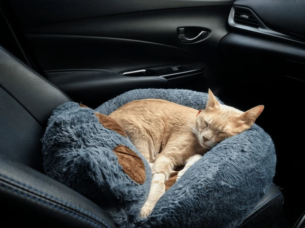 adorable orange cat who lying 600nw 2119616021.webp