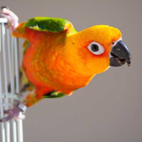 bird 600x600 2.jpg