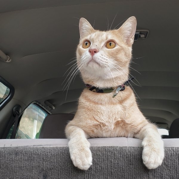 cat back seat 600x600 1.jpg