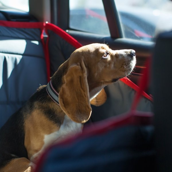 dog back seat 600x600 1.jpg