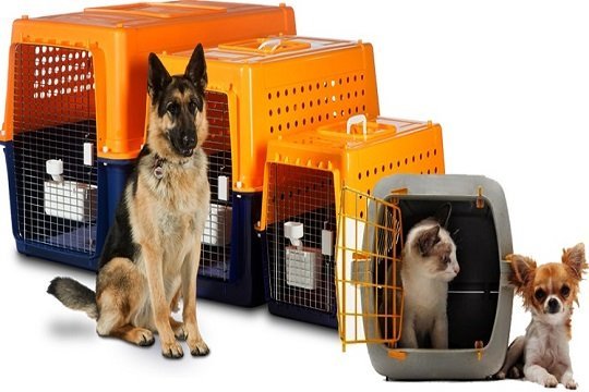 Our Services pet.jpeg